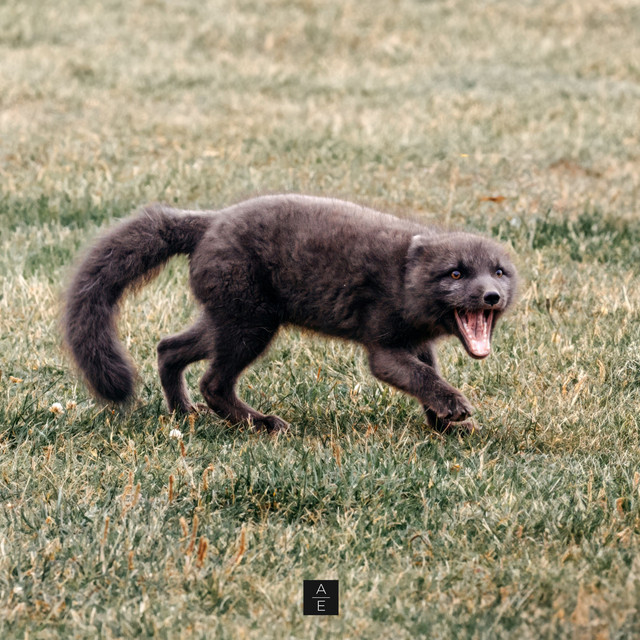 Cover artwork for Fierce by Aurelia Evgenia, mastered by Sontale Mastering